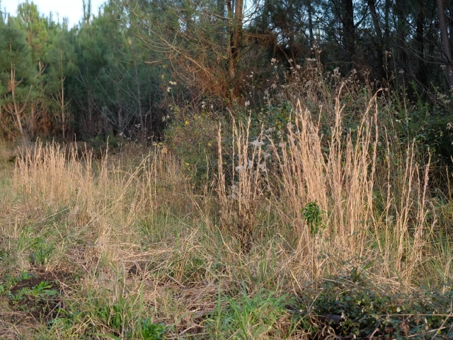 Anatherum virginicum